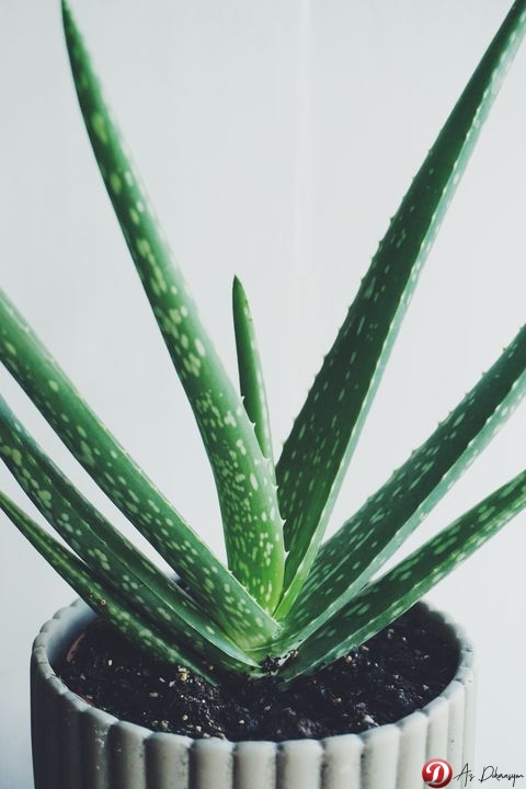 Aloe Vera Bitkisi Bakımı Nasıl Olmalıdır